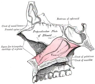Doorsnede met in roze het ploegschaarbeen.