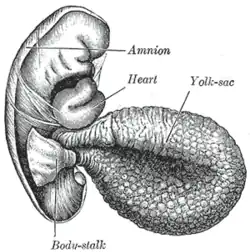 Menslijk embryo 2,6&nbsp;mm lang. Body-stalk=hechtsteel, Yolk-sac=dooierzak