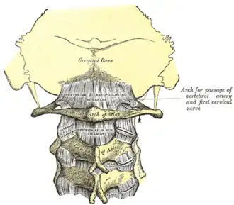 {Membrana atlantooccipitalis posterior en ligamentum atlantooccipitale. (Axis in het midden)