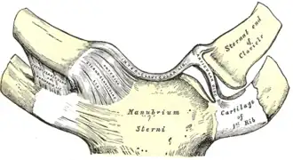 Articulatio sternoclavicularis