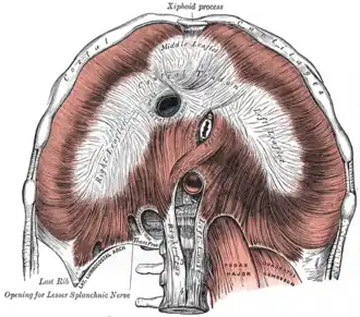 Hiatus oesophageus (gesitueerd in het centrum van de afbeelding.)