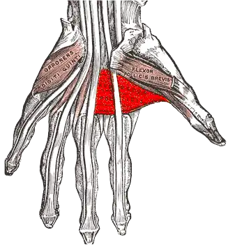 Musculus adductor pollicis
