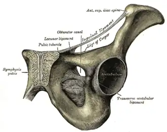 Spina iliaca anterior superior