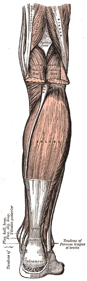 Musculus soleus