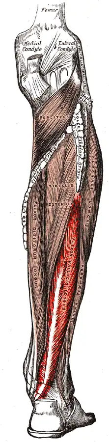 Musculus flexor hallucis longus