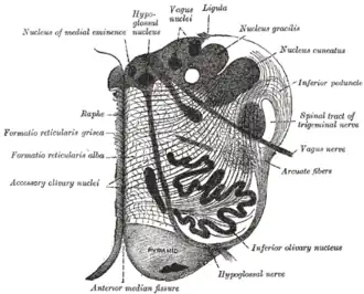 Doorsnede van de medulla oblongata ter hoogte van de oliva. Raphe is links aangegeven.