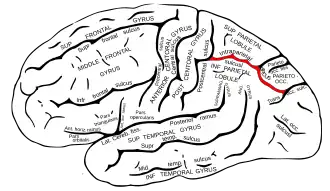 Lateraal aanzicht van de linkergrotehersenhelft. De sulcus intraparietalis is in het rood aangegeven.
