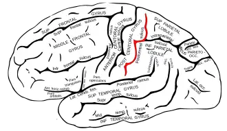 Lateraal aanzicht van de linkergrotehersenhelft. De sulcus postcentralis is in het rood aangegeven.