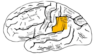 ■&nbsp;gyrus supramarginalis op het zijaanzicht van de linkerhersenhelft