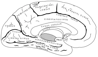 Mediaal aanzicht van de linkergrotehersenhelft met de gyrus cinguli (in afbeelding als cingulate gyrus) bovenaan.