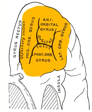 Orbitaal oppervlak van de frontale kwab. De sulcus fragmentosus is aanwezig (maar niet zichtbaar in de afbeelding) in de gyrus orbitalis medialis (aangegeven als med. orb. gyrus).