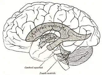 Gray's figuur 734: Ventrikelstelsel in de menselijke hersenen. De derde ventrikel aangeduid als third ventricle