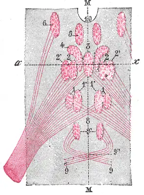 {Afbeelding met de verschillende kernen rondom de nervus oculomotorius. De kern met het label "4" is de kern van Edinger-Westphal