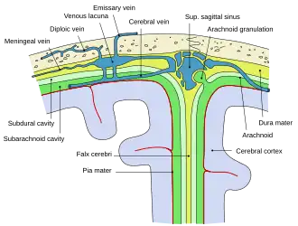 Schematische weergave van een sectie van de bovenkant van de schedel. De subdurale ruimte is lichtgroen.