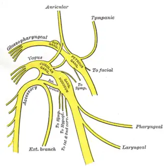 {Schema van de bovenste delen van de n. glossopharyngeus, n. vagus en n. accessorius.