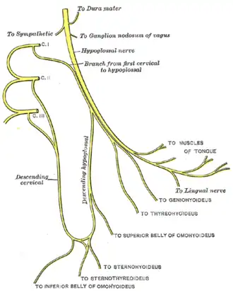 {Schema van de n. hypoglossus.