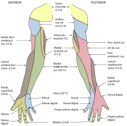 Diagram van de segmentale verdeling van de cutane zenuwen van de rechterarm.