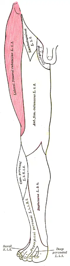 Meralgia paraesthetica