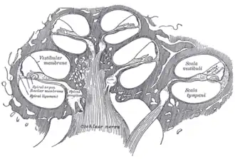 Doorsnede cochlea met gehoorzenuw