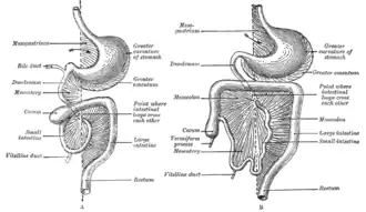 {Diagrammen om de twee stadia van de ontwikkeling van het spijsverteringskanaal en het mesenterium weer te geven. De pijl wijst naar de ingang van de bursa omentalis.