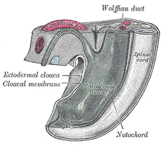 Cloaca van een menselijk embryo van vijftien tot achttien dagen oud (vanaf de bevruchting).