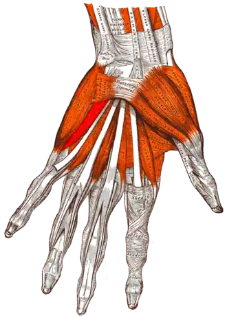 Musculus flexor digiti minimi brevis