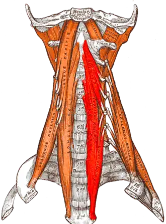 Musculus longus colli