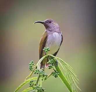 Grijskaphoningzuiger