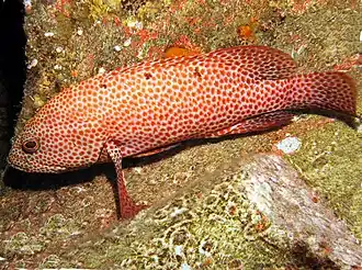 Bloedrode juweelbaars