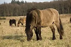 Grazende konik met een relatief donker hoofd