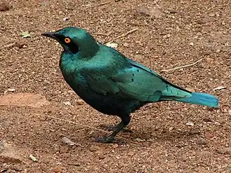 Groenstaartglansspreeuw