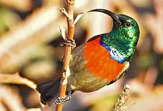 Grote kraaghoningzuiger