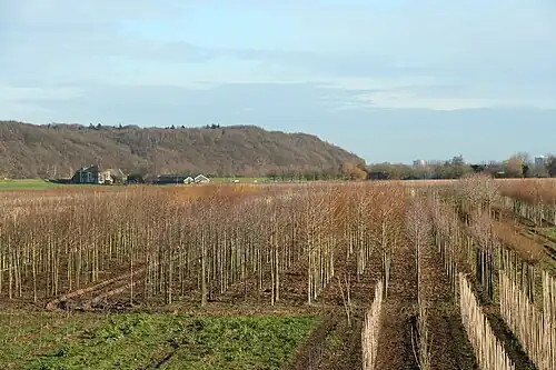Grebbeberg vanuit het zuidwesten bezien