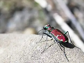 Cicindela limbalis