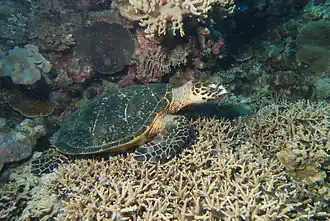 Karetschildpad (Eretmochelys imbricata)