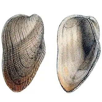 Gregariella difficilis