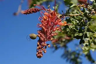 Grevillea bipinnatifida