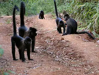 Mantelmangabey