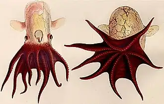 Grimpoteuthis hippocrepium