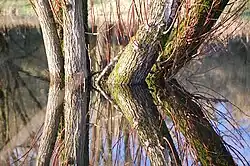 Hoogwater in de Groesplaat