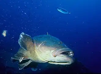 De bruine tandbaars (Epinephelus marginatus). Middellandse Zee