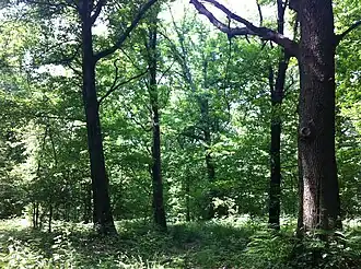 Staatsbos van Grunhaut