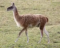 Guanaco in Louisville Zoo