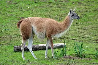 Guanaco in San Francisco Zoo