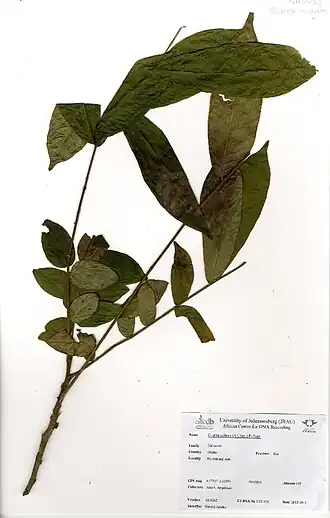 Leplaea cedrata