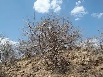Commiphora wightii