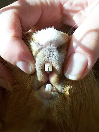 Het gebit van de Huiscavia(Cavia porcellus)