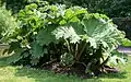 Gunnera tinctoria