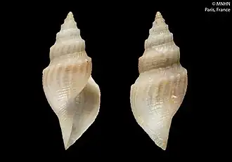 Gymnobela pyrrhogramma