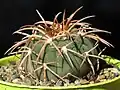 Gymnocalycium spegazzinii